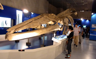 シロナガスクジラの全体骨格標本